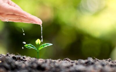 How Can You Ensure Your Plants Are Watered Properly While You Are Away in the Summer?